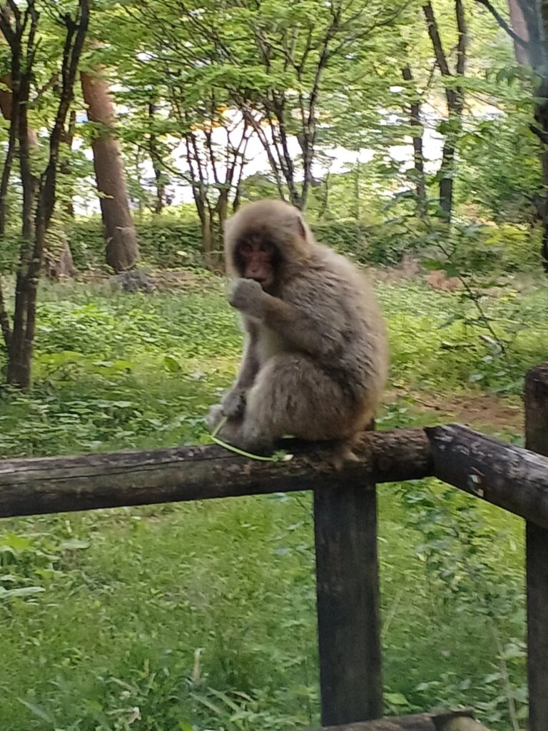 来訪者