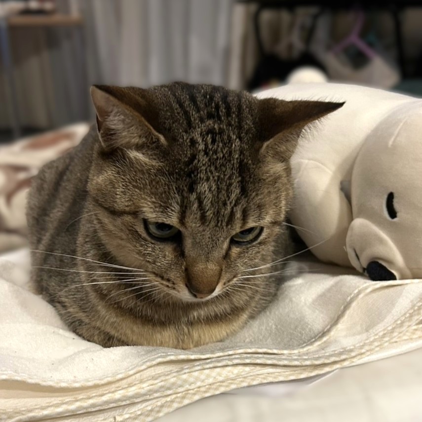 猫のトイレ
